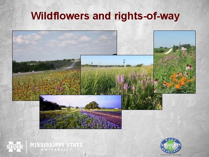 Wildflowers and rights-of-way 