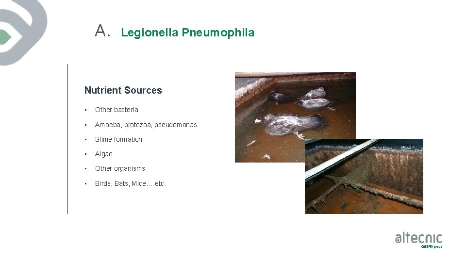 A. Legionella Pneumophila Nutrient Sources • Other bacteria • Amoeba, protozoa, pseudomonas • Slime