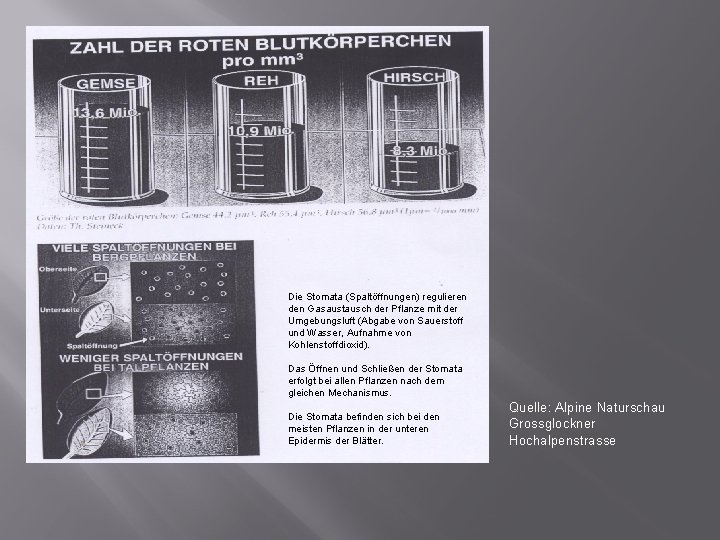 Die Stomata (Spaltöffnungen) regulieren den Gasaustausch der Pflanze mit der Umgebungsluft (Abgabe von Sauerstoff Die Stomata (Spaltöffnungen) regulieren den Gasaustausch der Pflanze mit der Umgebungsluft (Abgabe von Sauerstoff