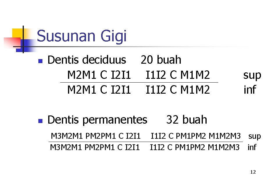Susunan Gigi n n Dentis deciduus 20 buah M 2 M 1 C I