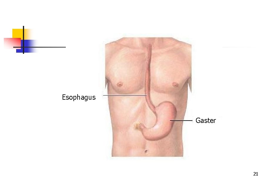 Esophagus Gaster 21 