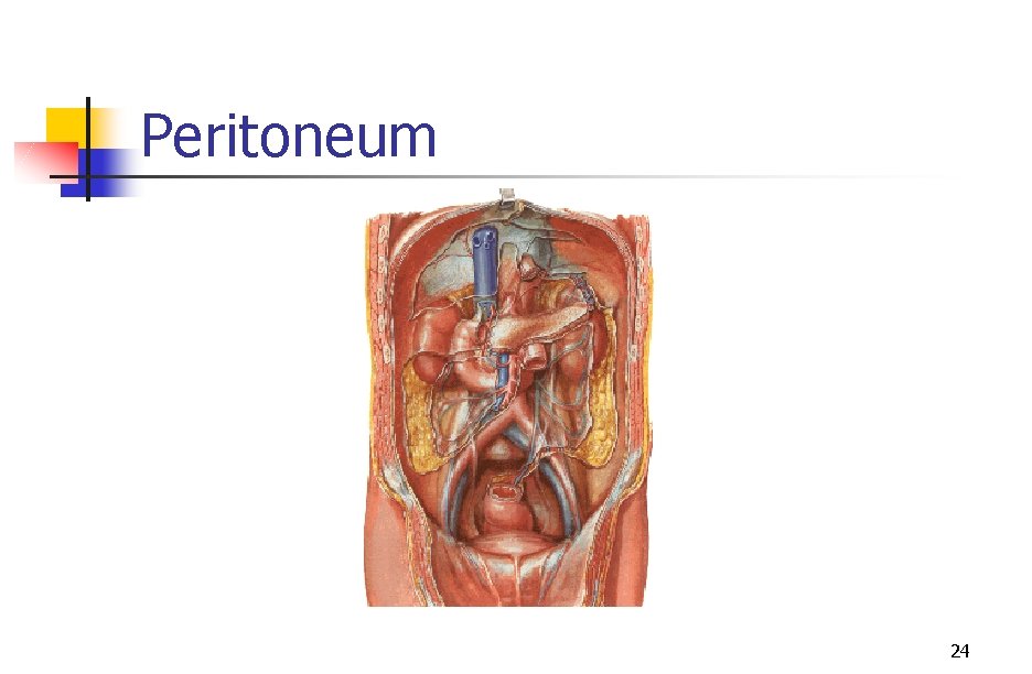 Peritoneum 24 
