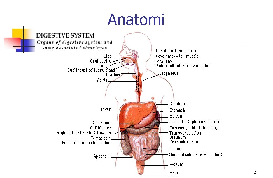 Anatomi 5 