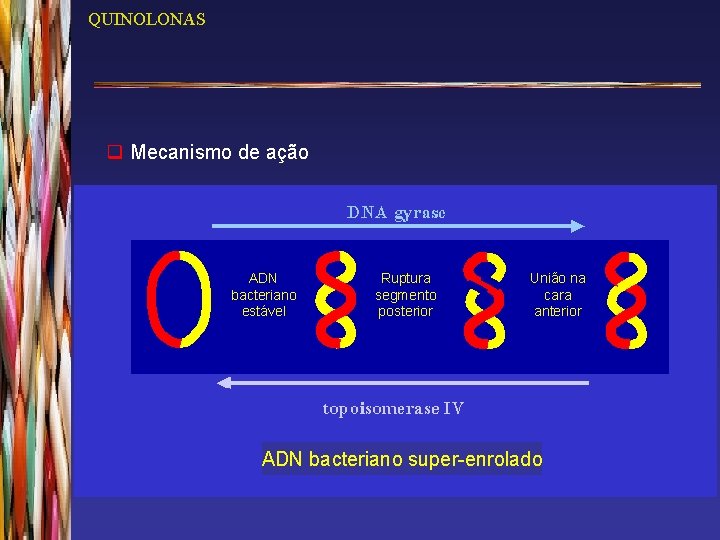 QUINOLONAS q Mecanismo de ação ADN bacteriano estável Ruptura segmento posterior União na cara