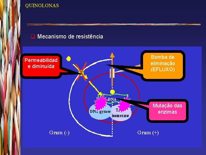 QUINOLONAS q Mecanismo de resistência Permeabilidad e diminuída Bomba de eliminação (EFLUXO) Mutação das