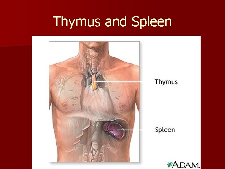 Thymus and Spleen Thymus and Spleen