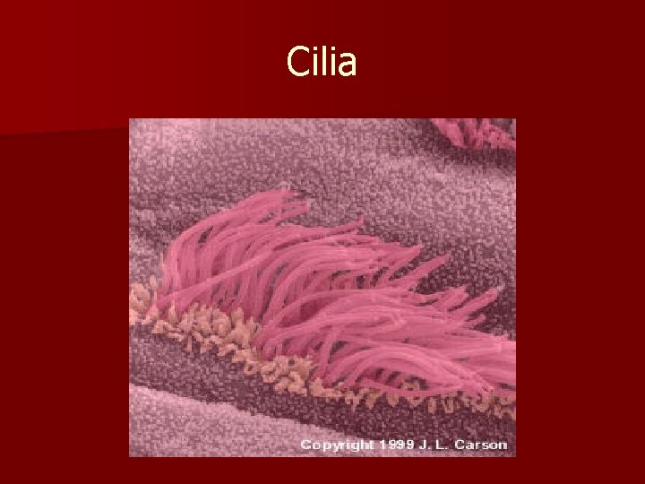 Cilia Cilia