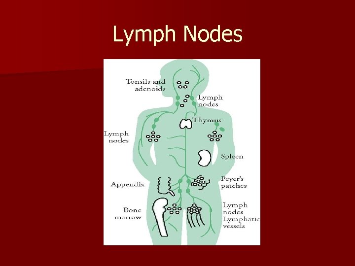 Lymph Nodes Lymph Nodes
