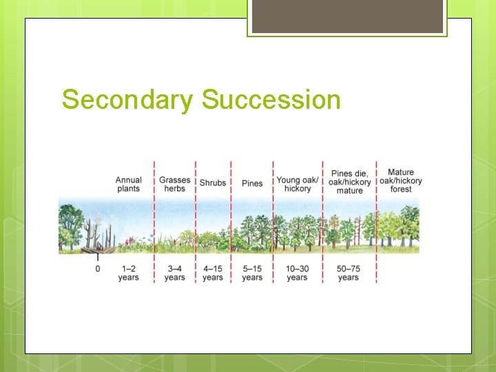 Secondary Succession 