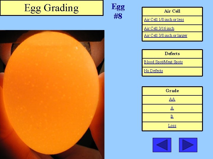 Egg Grading Egg #8 Air Cell 1/8 inch or less Air Cell 3/16 inch