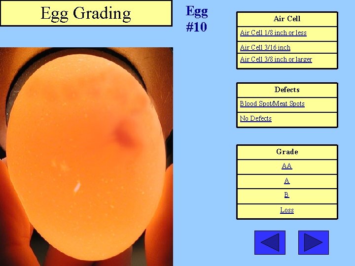 Egg Grading Egg #10 Air Cell 1/8 inch or less Air Cell 3/16 inch