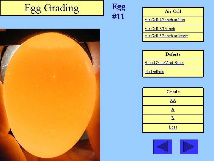 Egg Grading Egg #11 Air Cell 1/8 inch or less Air Cell 3/16 inch