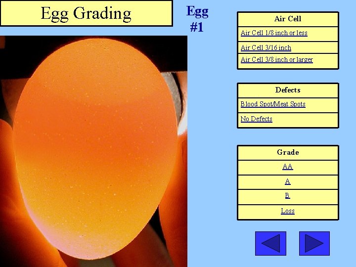 Egg Grading Egg #1 Air Cell 1/8 inch or less Air Cell 3/16 inch