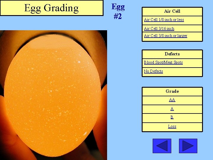 Egg Grading Egg #2 Air Cell 1/8 inch or less Air Cell 3/16 inch