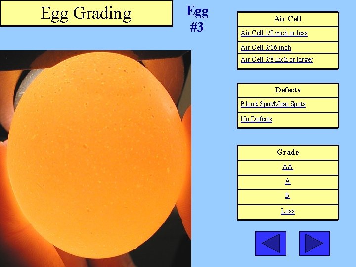 Egg Grading Egg #3 Air Cell 1/8 inch or less Air Cell 3/16 inch