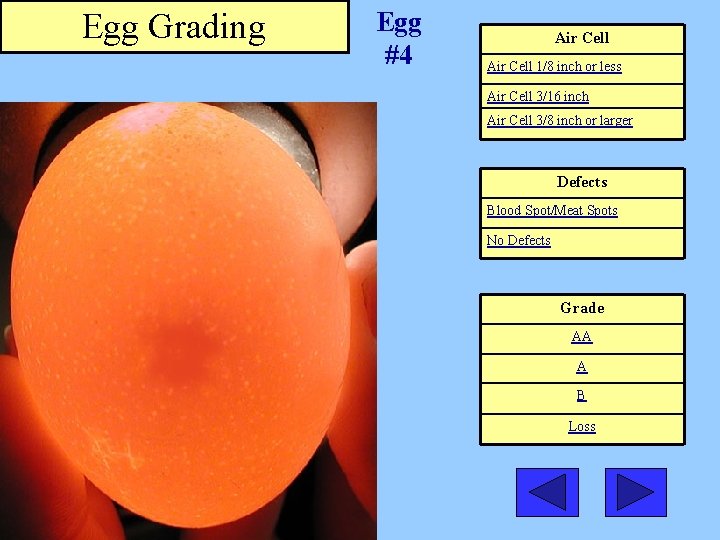 Egg Grading Egg #4 Air Cell 1/8 inch or less Air Cell 3/16 inch