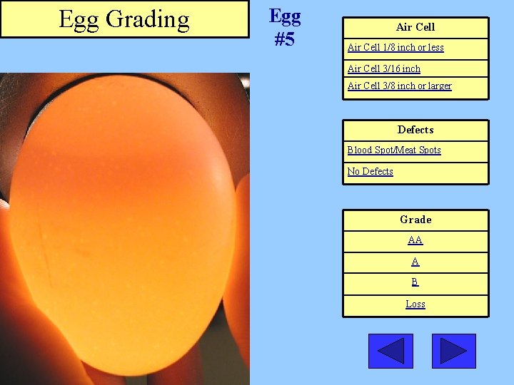 Egg Grading Egg #5 Air Cell 1/8 inch or less Air Cell 3/16 inch