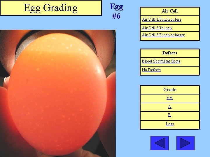 Egg Grading Egg #6 Air Cell 1/8 inch or less Air Cell 3/16 inch