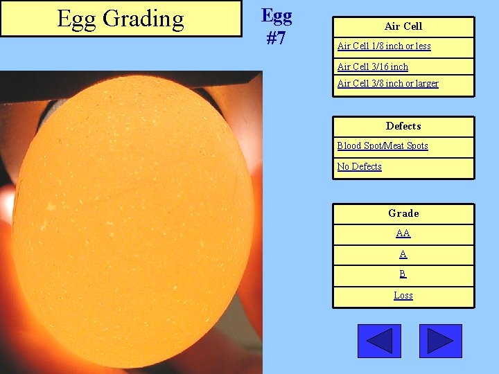 Egg Grading Egg #7 Air Cell 1/8 inch or less Air Cell 3/16 inch