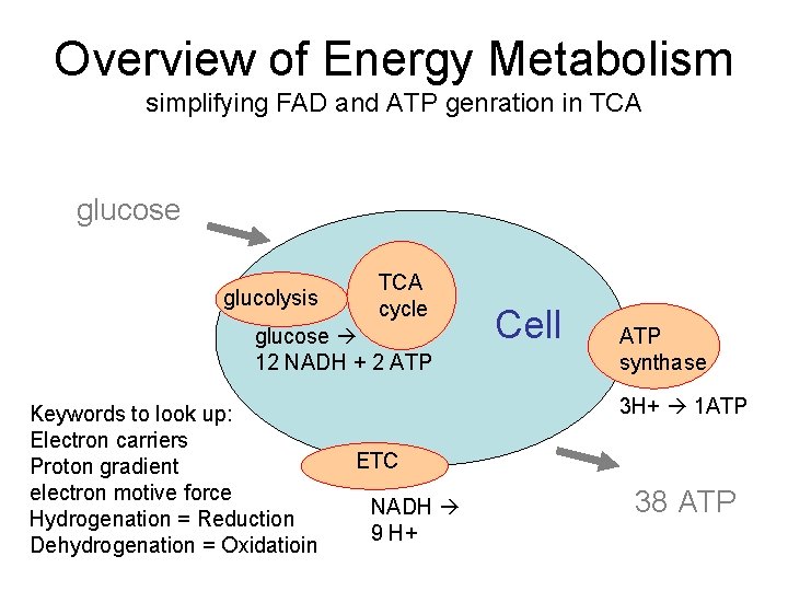 Overview of Energy Metabolism simplifying FAD and ATP genration in TCA glucose glucolysis TCA Overview of Energy Metabolism simplifying FAD and ATP genration in TCA glucose glucolysis TCA