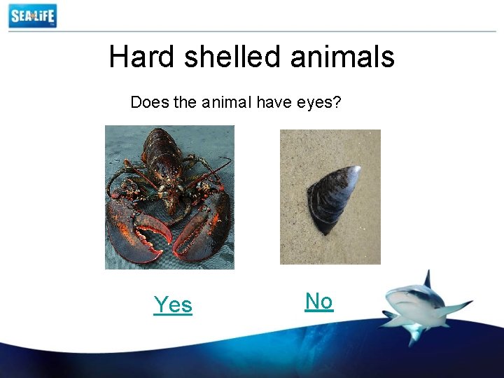 Hard shelled animals Does the animal have eyes? Yes No 