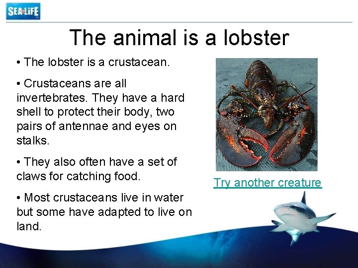 The animal is a lobster • The lobster is a crustacean. • Crustaceans are