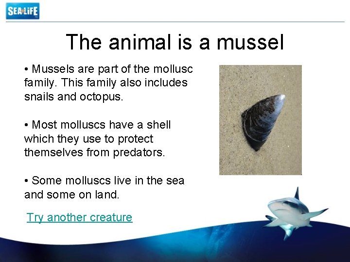 The animal is a mussel • Mussels are part of the mollusc family. This