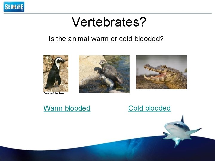 Vertebrates? Is the animal warm or cold blooded? Picture credit Sam Segar Warm blooded