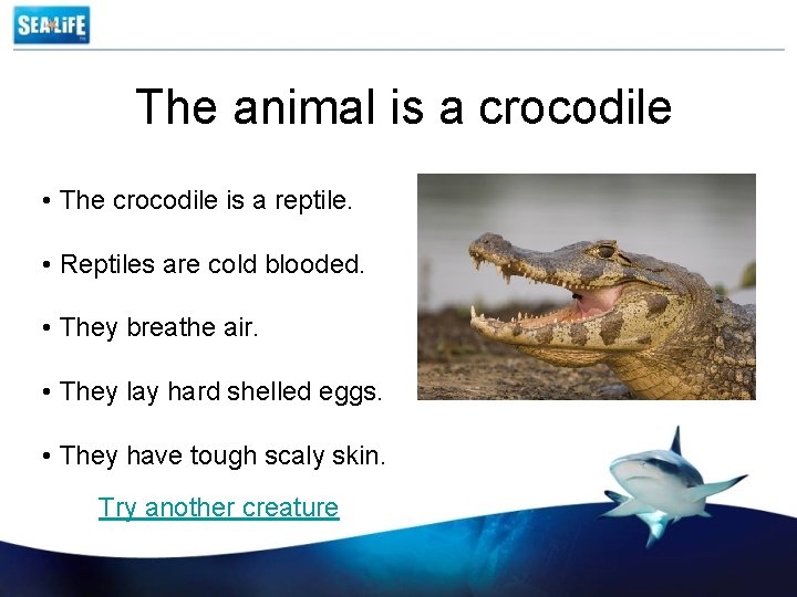 The animal is a crocodile • The crocodile is a reptile. • Reptiles are