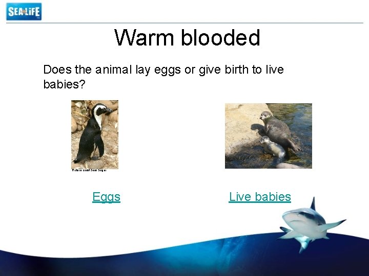 Warm blooded Does the animal lay eggs or give birth to live babies? Picture