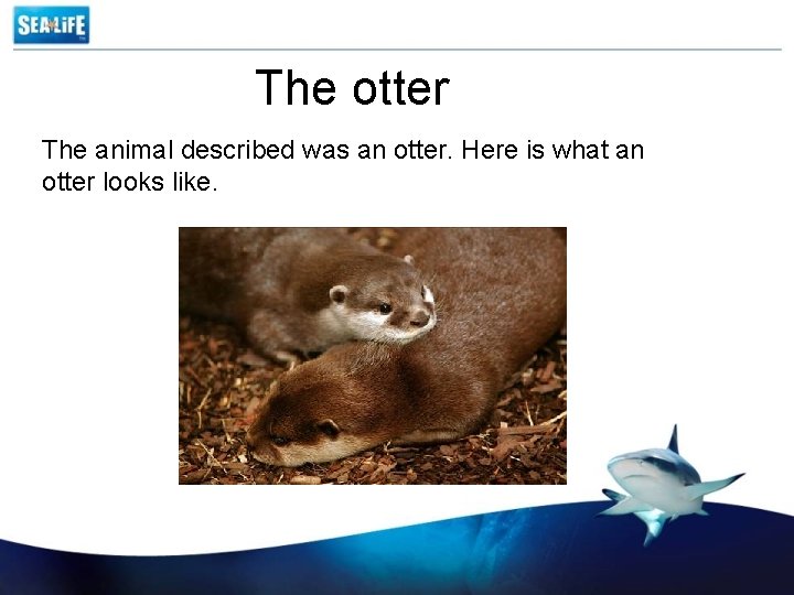 The otter The animal described was an otter. Here is what an otter looks