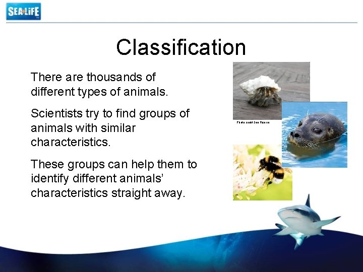 Classification There are thousands of different types of animals. Scientists try to find groups