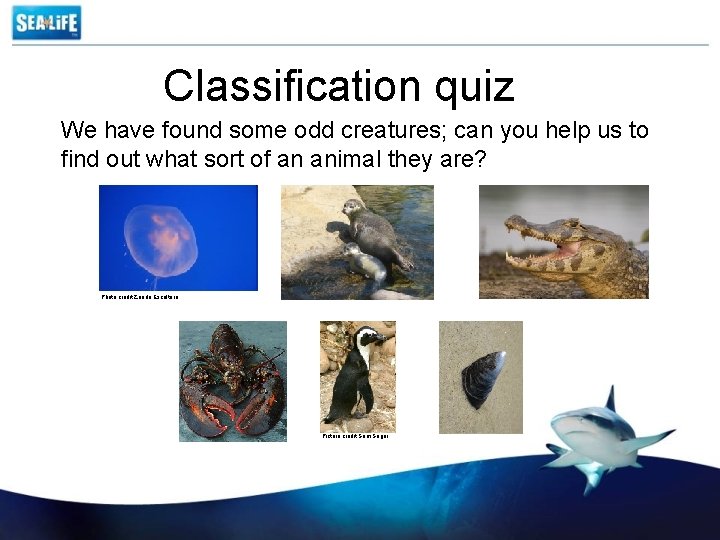 Classification quiz We have found some odd creatures; can you help us to find