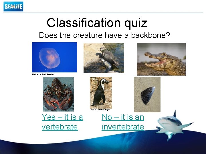 Classification quiz Does the creature have a backbone? Photo credit Zando Escultura Picture credit