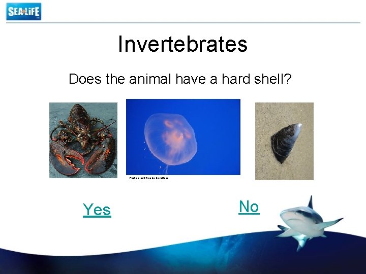 Invertebrates Does the animal have a hard shell? Photo credit Zando Escultura Yes No