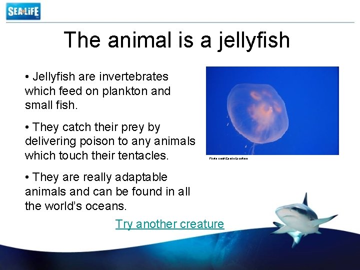 The animal is a jellyfish • Jellyfish are invertebrates which feed on plankton and