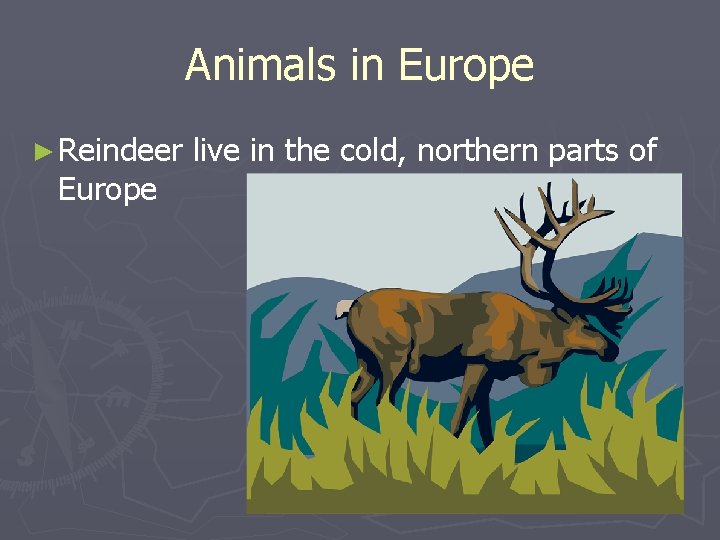 Animals in Europe ► Reindeer Europe live in the cold, northern parts of 