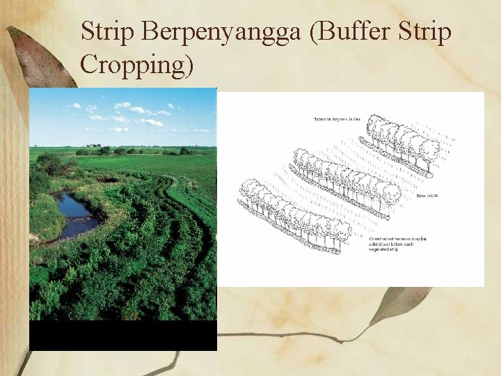 Strip Berpenyangga (Buffer Strip Cropping) 