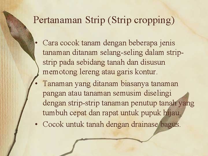 Pertanaman Strip (Strip cropping) • Cara cocok tanam dengan beberapa jenis tanaman ditanam selang-seling