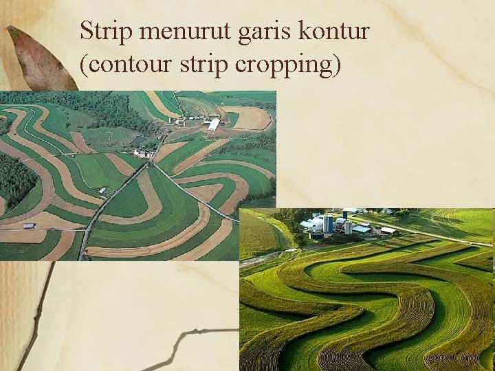 Strip menurut garis kontur (contour strip cropping) 