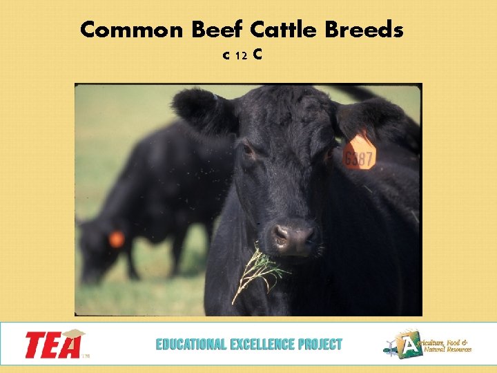 Common Beef Cattle Breeds c 12 C 