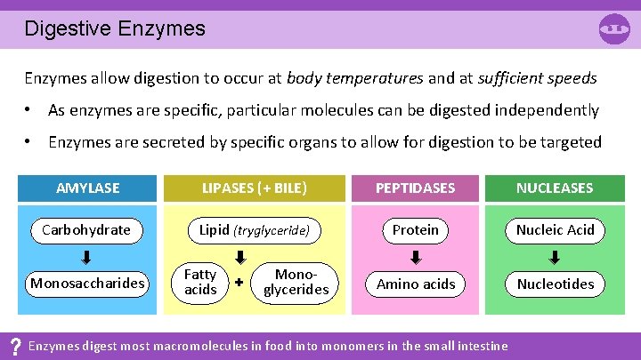 Digestive Enzymes allow digestion to occur at body temperatures and at sufficient speeds • Digestive Enzymes allow digestion to occur at body temperatures and at sufficient speeds •