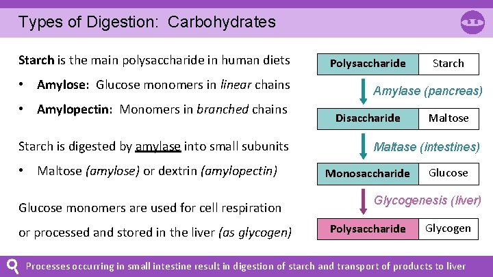 Types of Digestion: Carbohydrates Starch is the main polysaccharide in human diets • Amylose: Types of Digestion: Carbohydrates Starch is the main polysaccharide in human diets • Amylose: