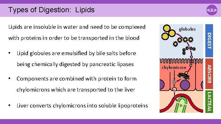Types of Digestion: Lipids are insoluble in water and need to be complexed globules Types of Digestion: Lipids are insoluble in water and need to be complexed globules