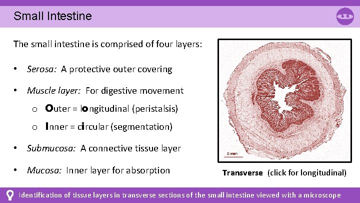 Small Intestine The small intestine is comprised of four layers: • Serosa: A protective Small Intestine The small intestine is comprised of four layers: • Serosa: A protective