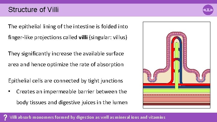 Structure of Villi The epithelial lining of the intestine is folded into finger-like projections Structure of Villi The epithelial lining of the intestine is folded into finger-like projections