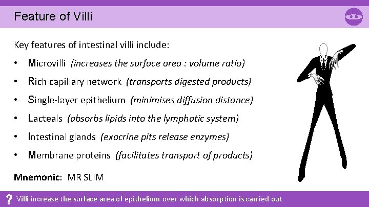 Feature of Villi Key features of intestinal villi include: • Microvilli (increases the surface Feature of Villi Key features of intestinal villi include: • Microvilli (increases the surface