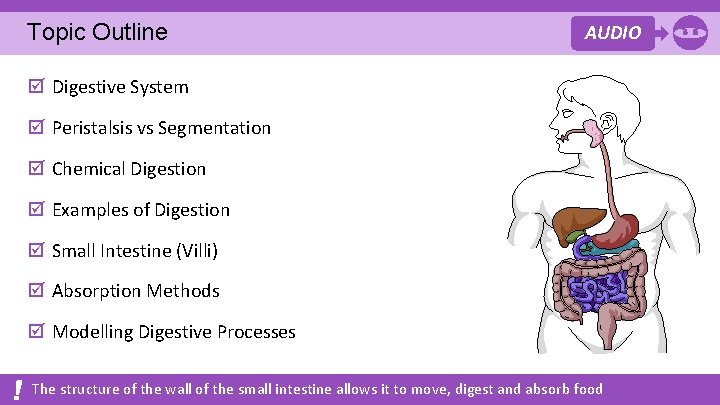 Topic Outline AUDIO þ Digestive System þ Peristalsis vs Segmentation þ Chemical Digestion þ Topic Outline AUDIO þ Digestive System þ Peristalsis vs Segmentation þ Chemical Digestion þ