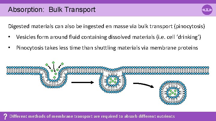 Absorption: Bulk Transport Digested materials can also be ingested en masse via bulk transport Absorption: Bulk Transport Digested materials can also be ingested en masse via bulk transport