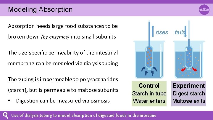 Modeling Absorption needs large food substances to be broken down (by enzymes) into small Modeling Absorption needs large food substances to be broken down (by enzymes) into small